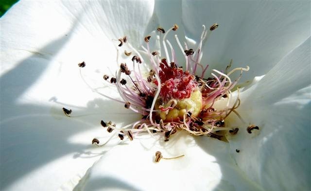 coeur de rose.jpg